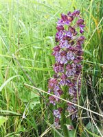 Orchidée Larzac 