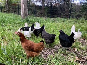Poule Pondeuse
