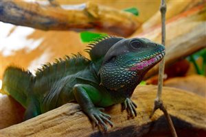 Reptilarium