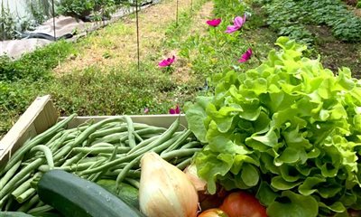 Commandez votre panier de légumes bio 