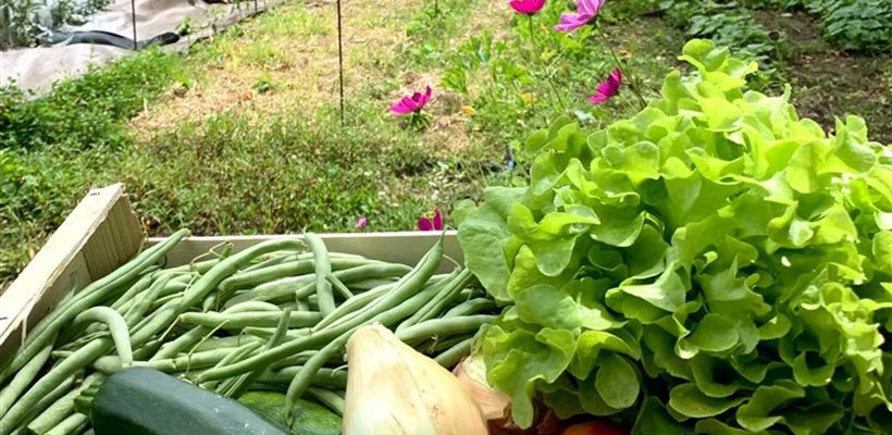 Paniers de légumes biologiques en vente directe 