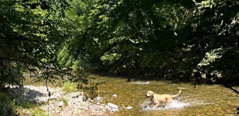 séjour nature Aveyron vacances avec chien hébergement dog friendly baignade rivière location de vacances Aveyron