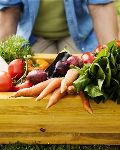 jardin potager 